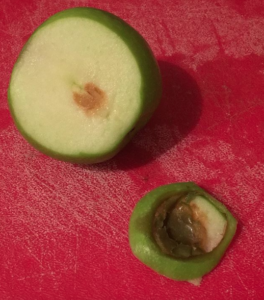 An apple cut open showing the largely good part and a cut off gross part