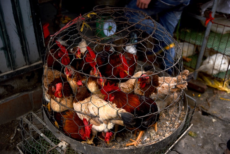 a picture of chickens in a cage designed for much smaller animals